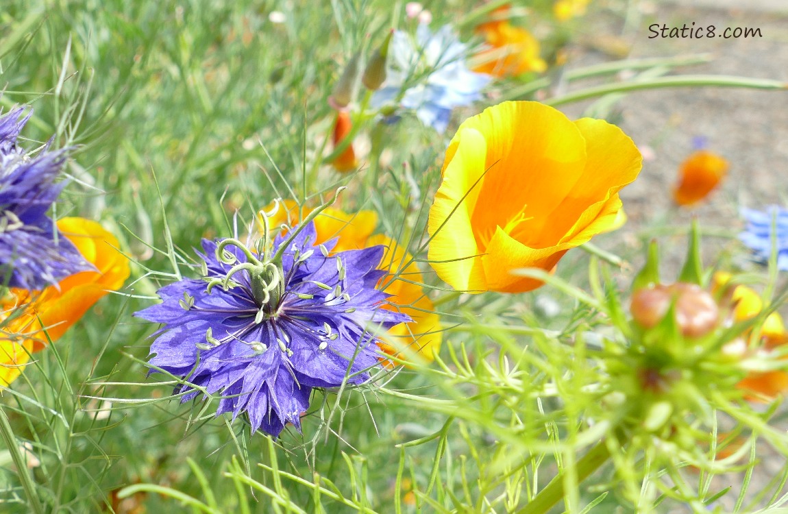 Purple Love Mist bloom with a California Poppy bloom