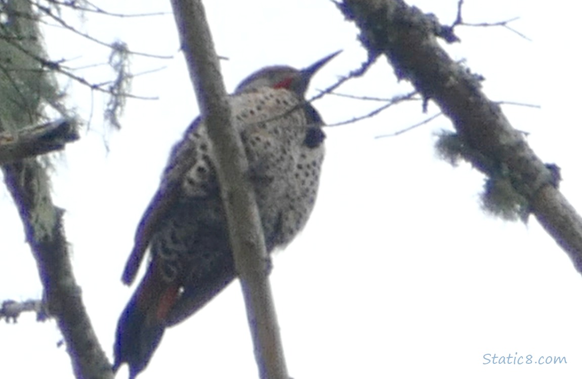 Looking up at a Flicker, grey sky behind