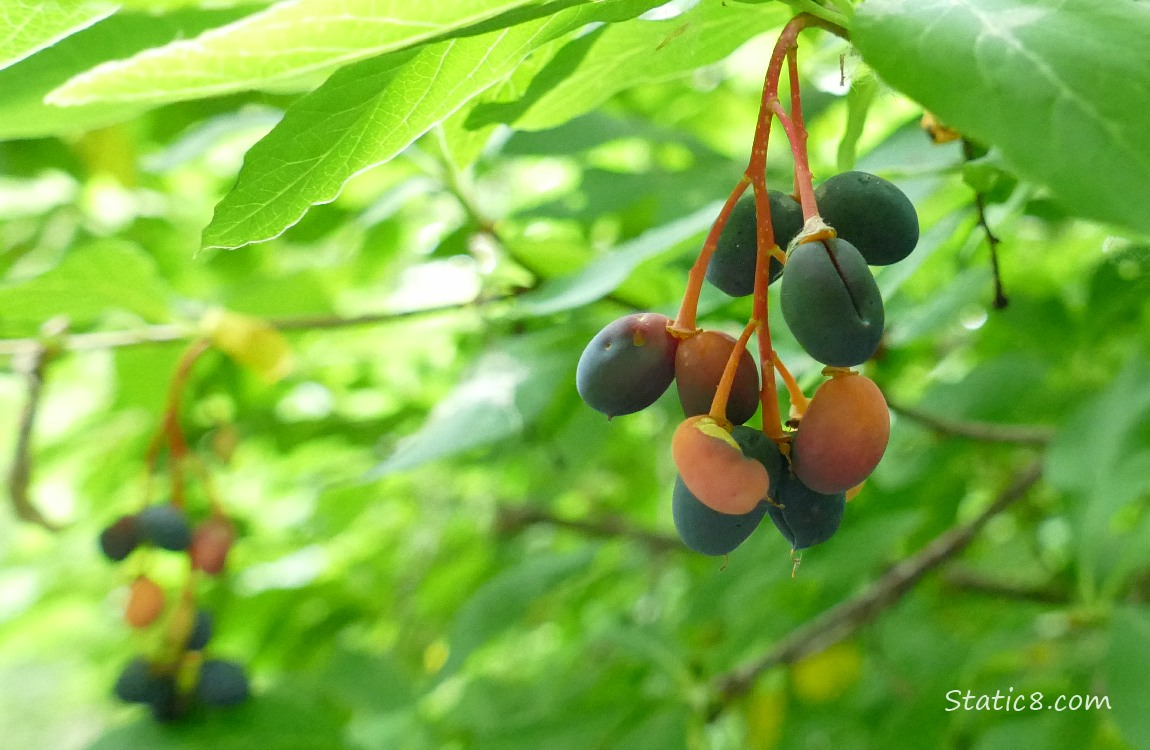 Osoberries ripening on the tree
