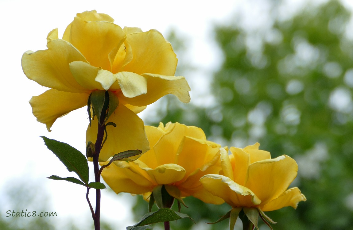 Yellow Rose blooms in front of a grey sky