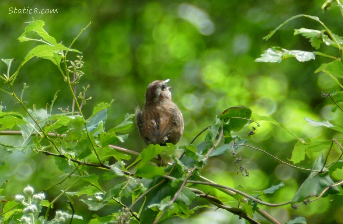 Song Sparrow singing from a thicket