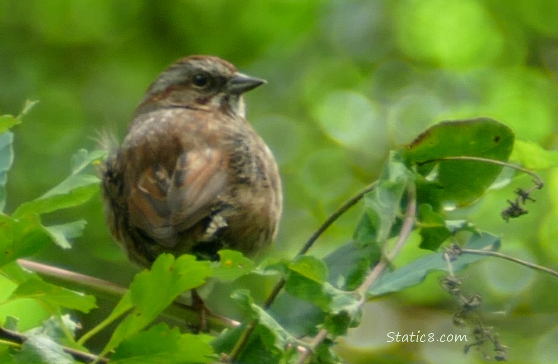 Song Sparrow looking over their shoulder