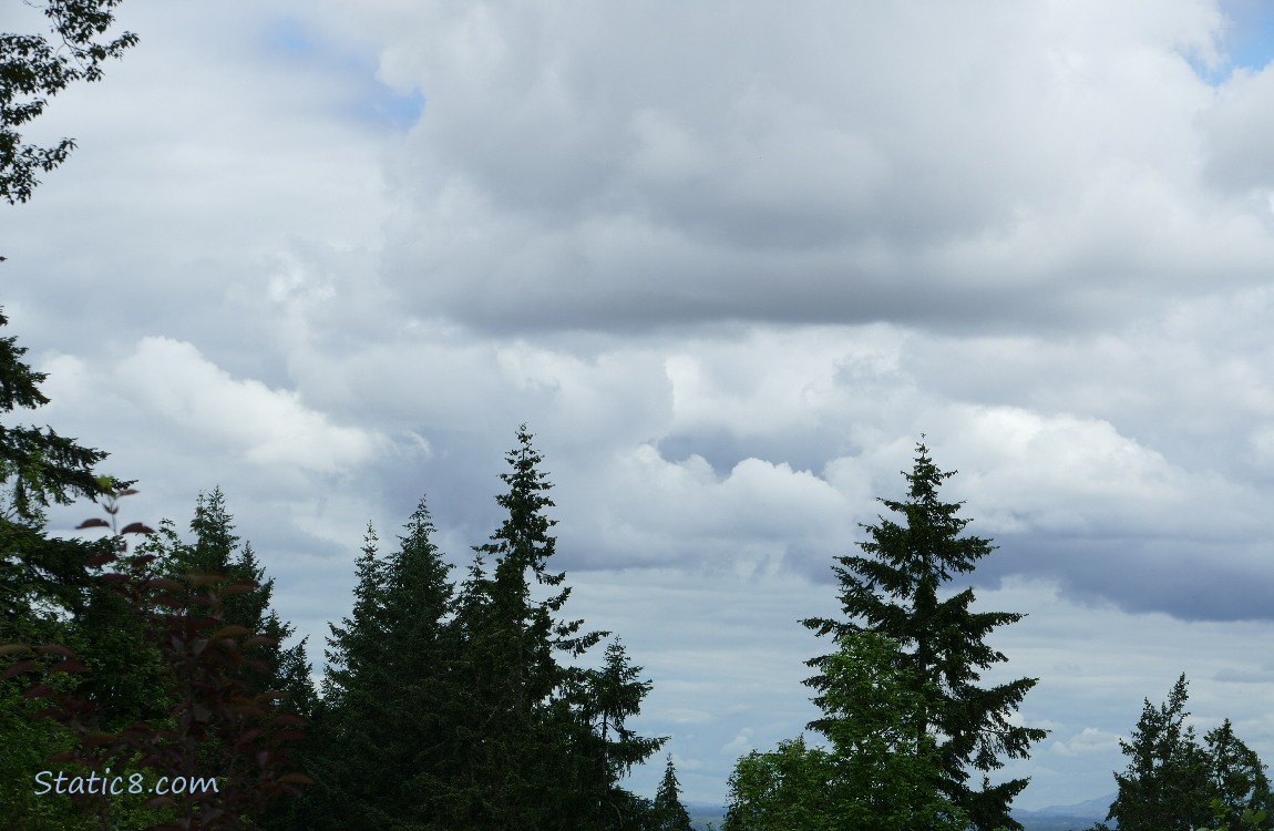 Clouds over the tree tops