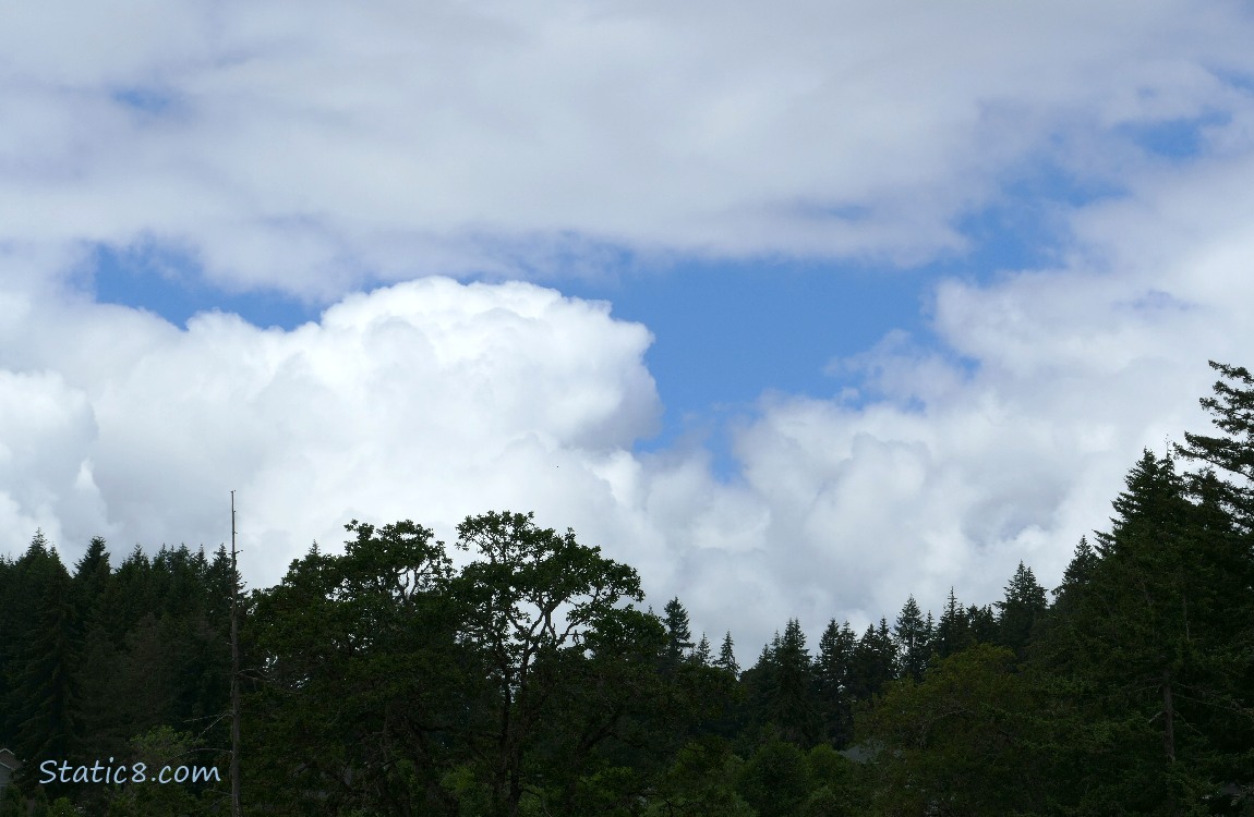 Clouds and blue sky over the tree tops