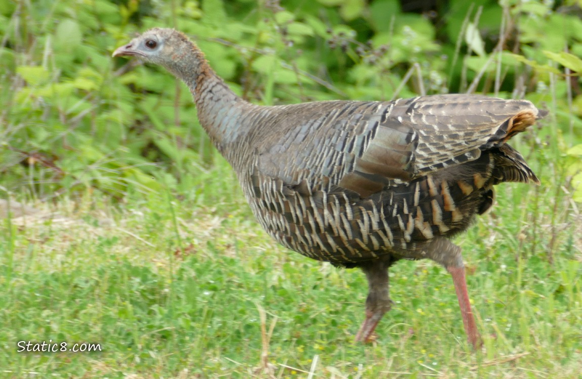 Turkey walking in the grass