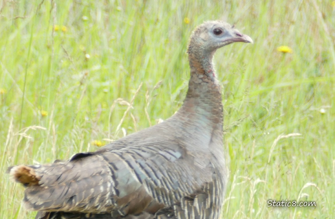 Turkey walking in the grass