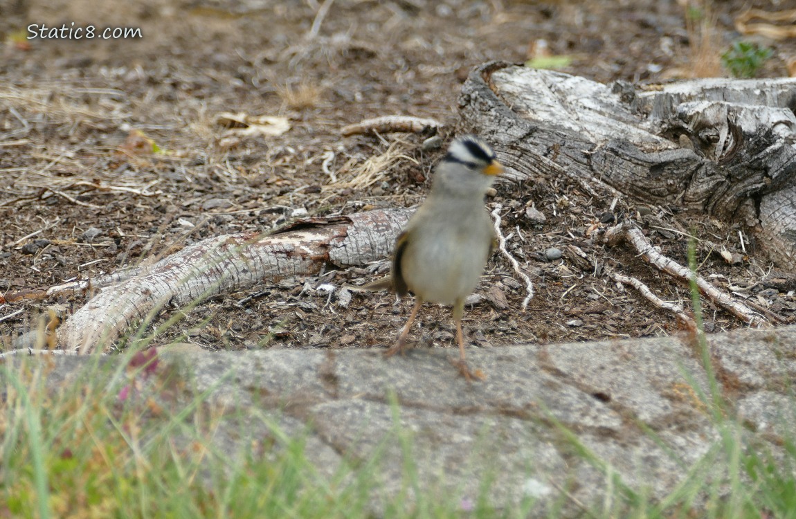 White Crown Sparrow standing on the sidewalk