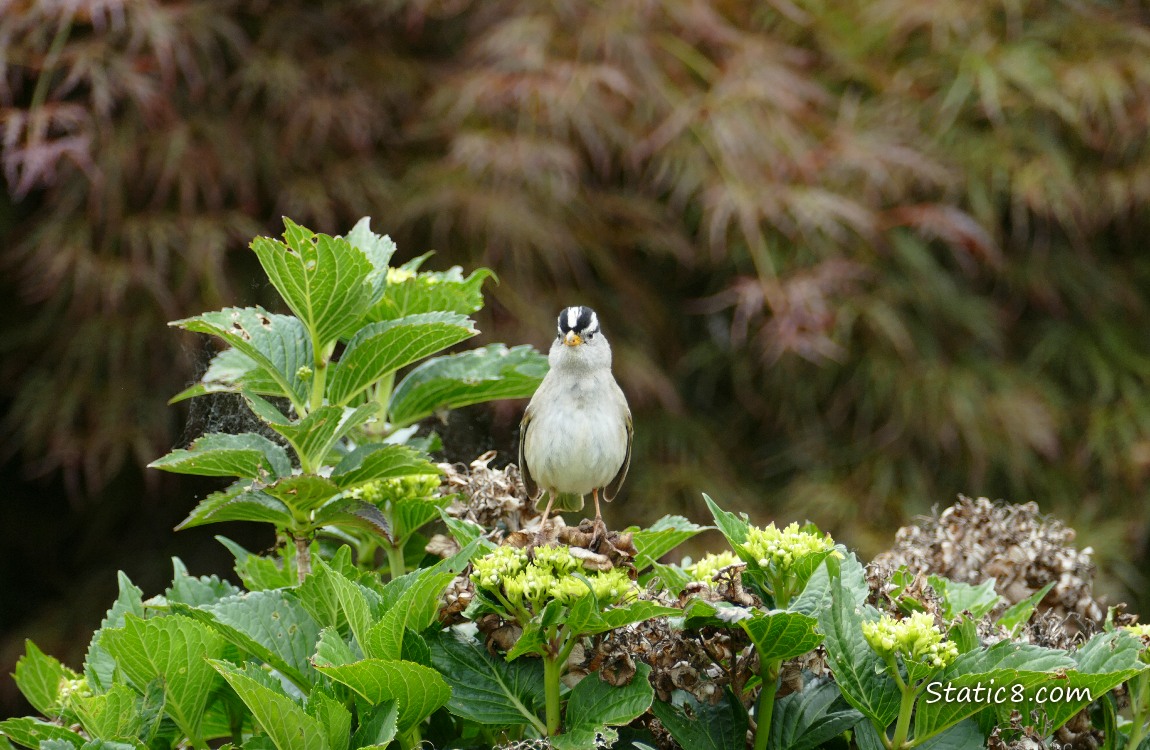 White Crown Sparrow standing on a bush
