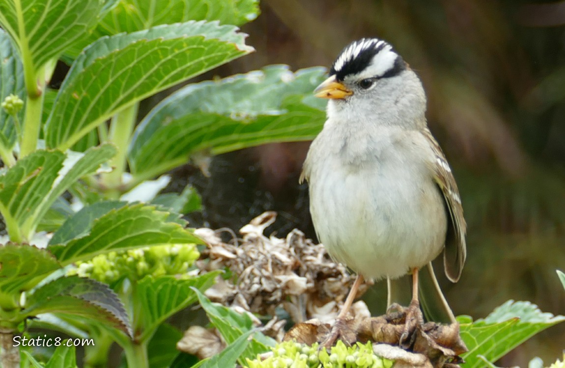 White Crown Sparrow standing near green leaves