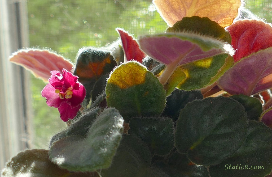 Purple bloom  on an African Violet in a pot