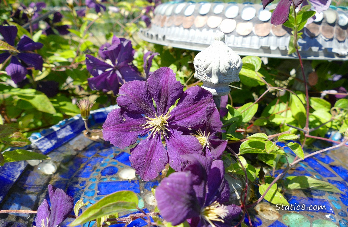 Clematis blooms