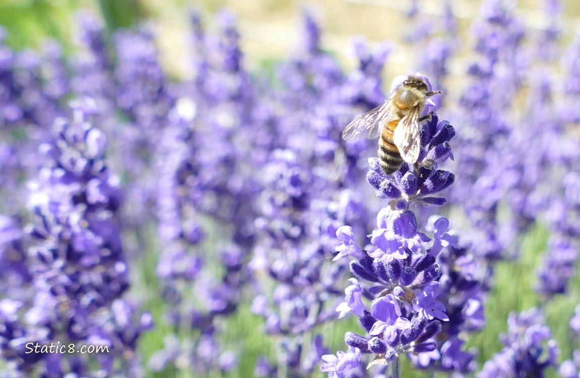 Honey Bee standing on a sprig of lavender, surrounded by lavender