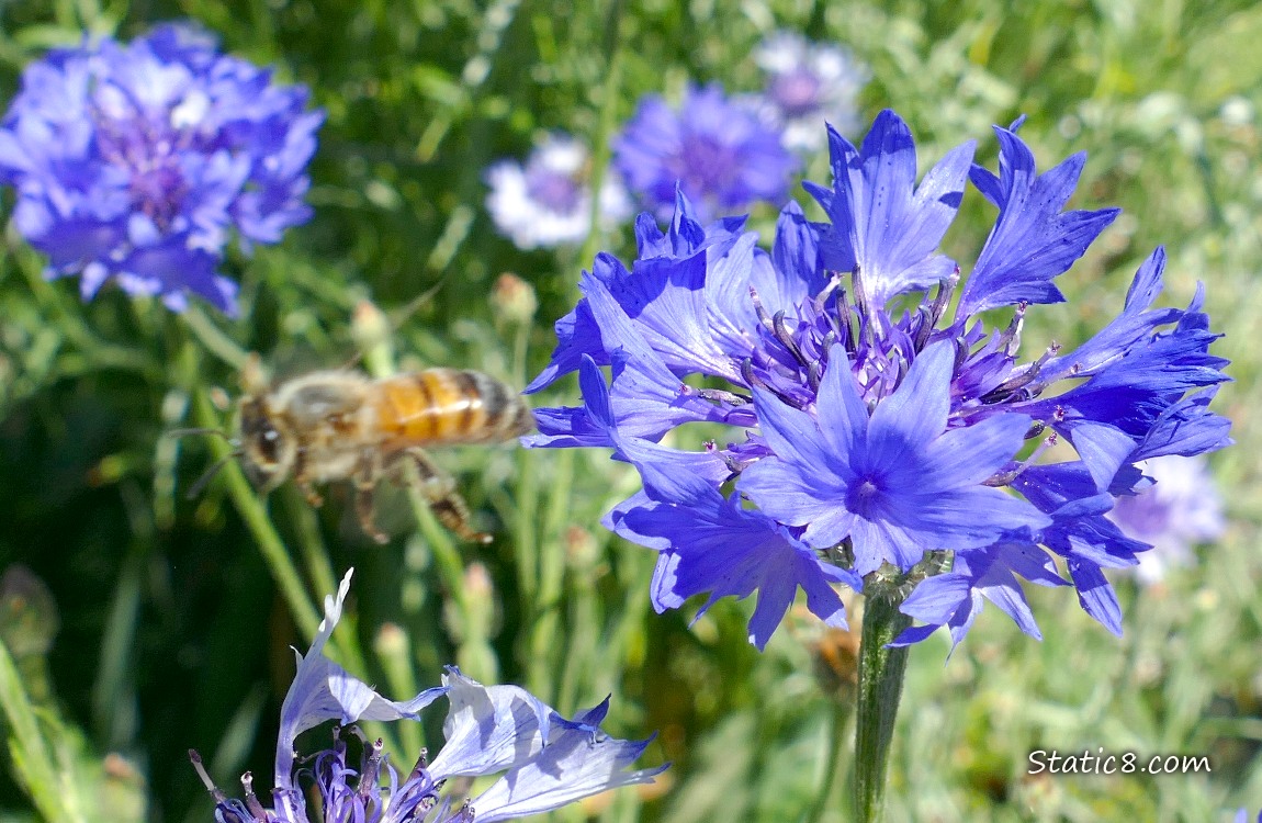 Honey Bee flyiing away from a Bachelor Button bloom