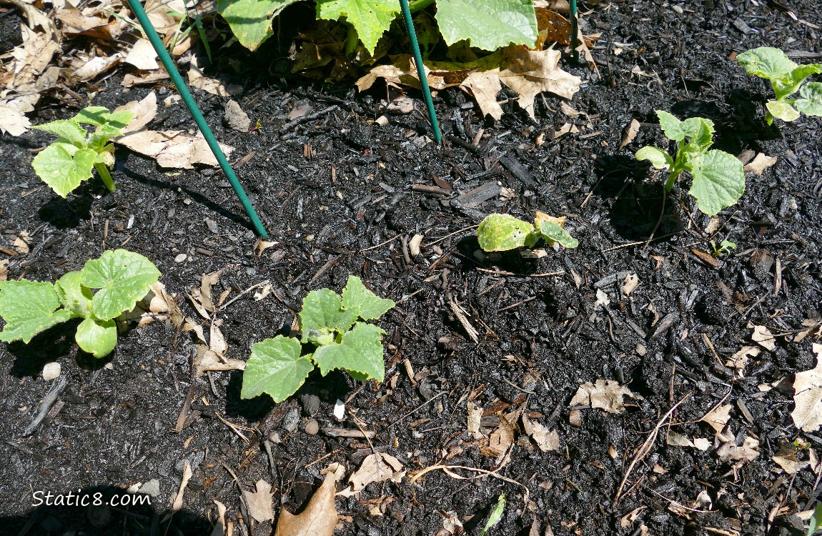 Cucumber seedlings growing in the dirt