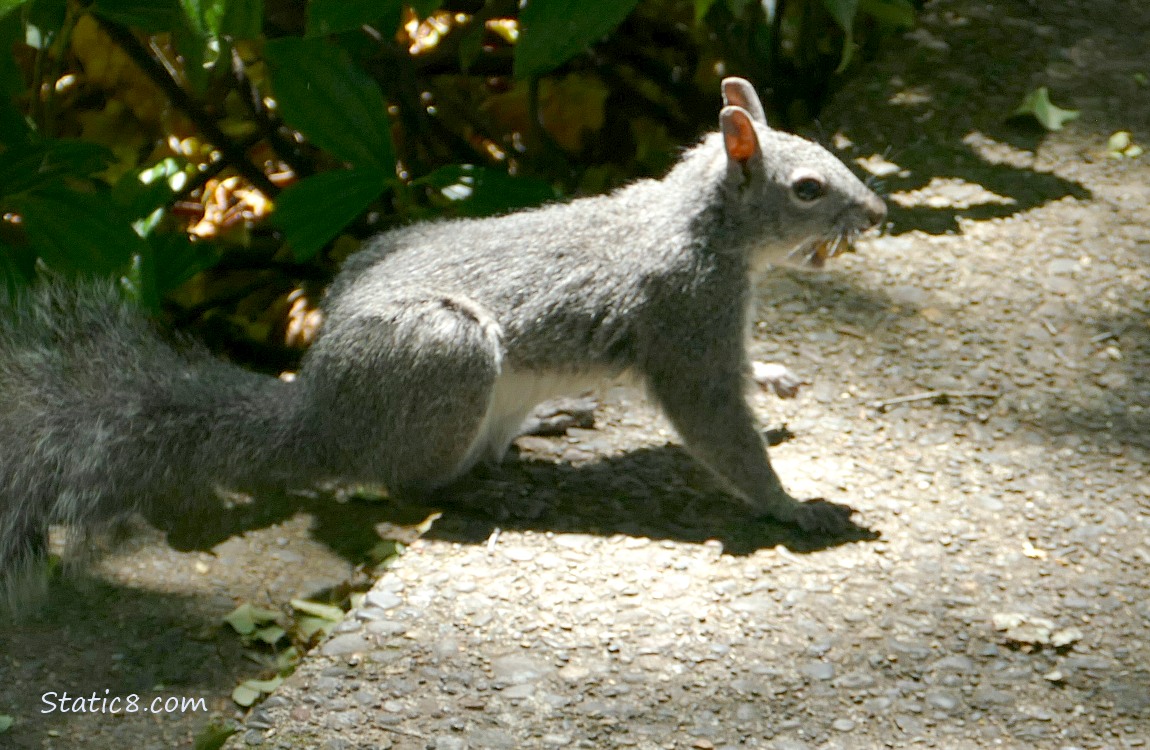 Western Grey Squirrel standing at the top step of the sidewalk