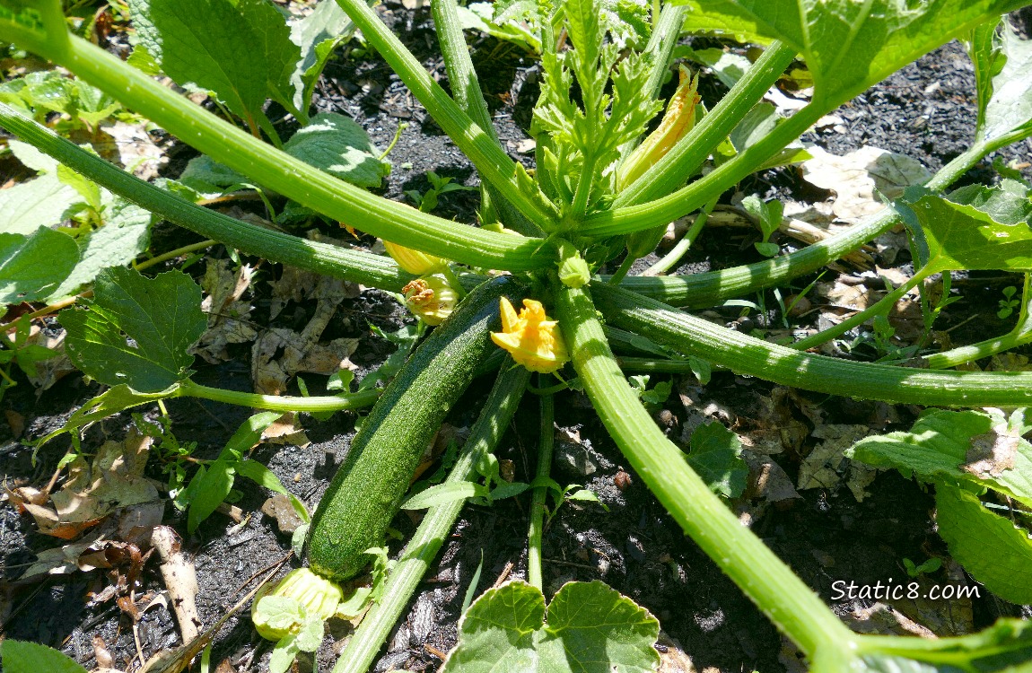 Zucchini fruit growing on the plant