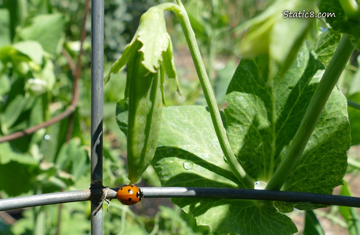 Ladybug walking on a wire tomato cage in front of a pea pod growing on the vine