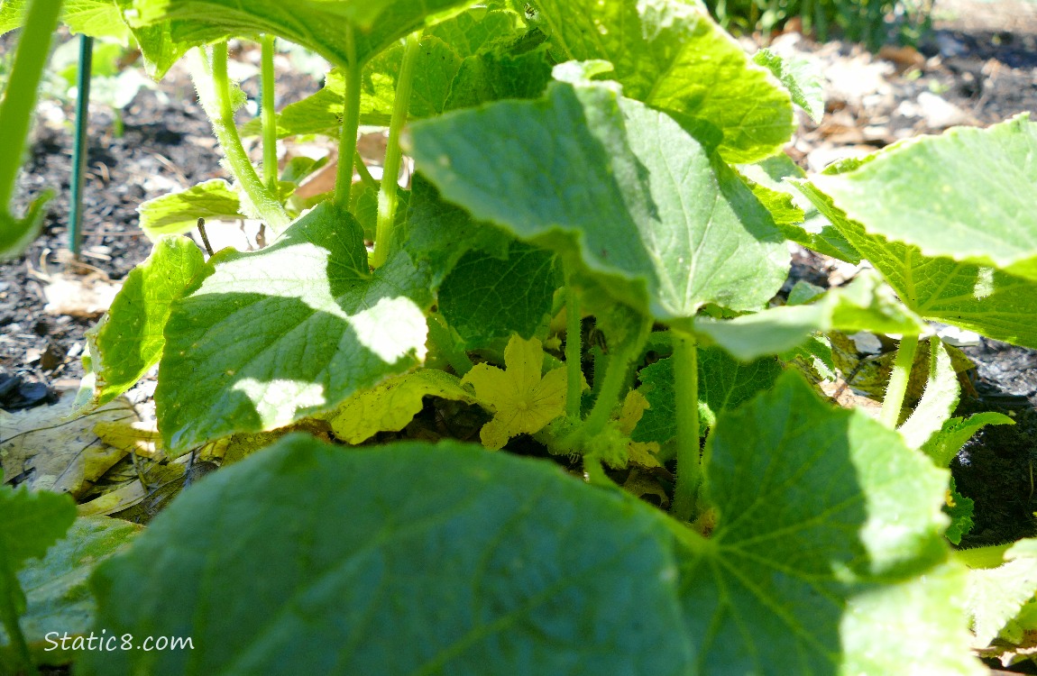 Cucumber blossom under the leaves