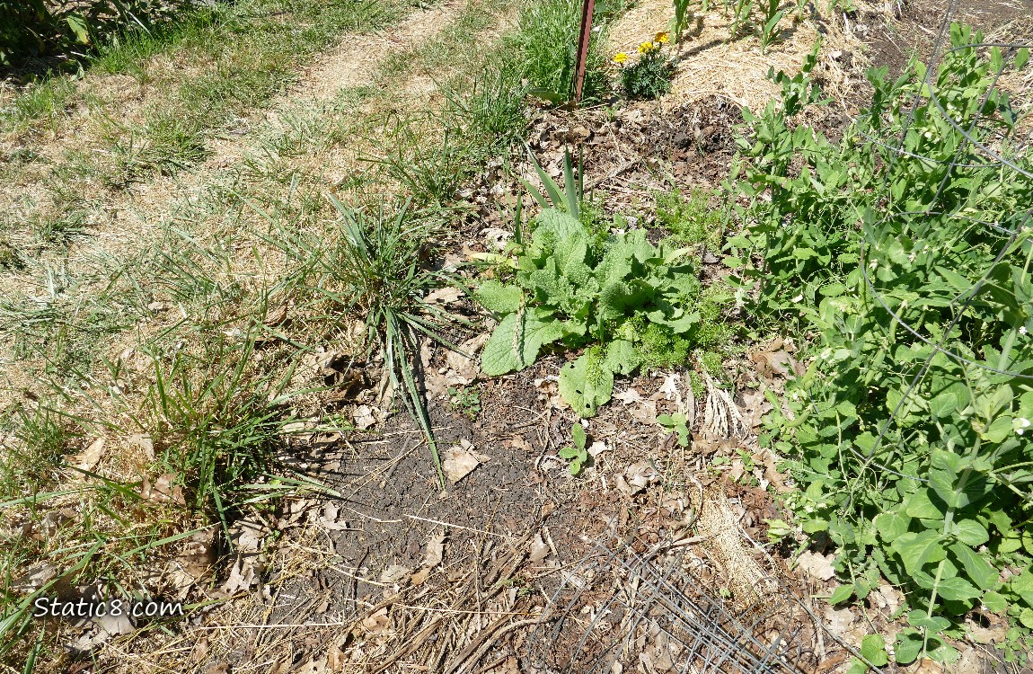 Garden plot