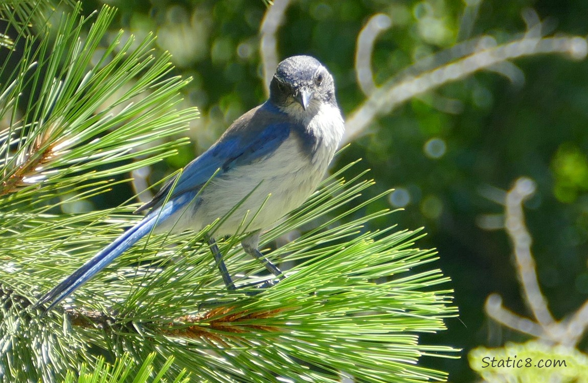 Scrub Jay standing on a pine tree branch