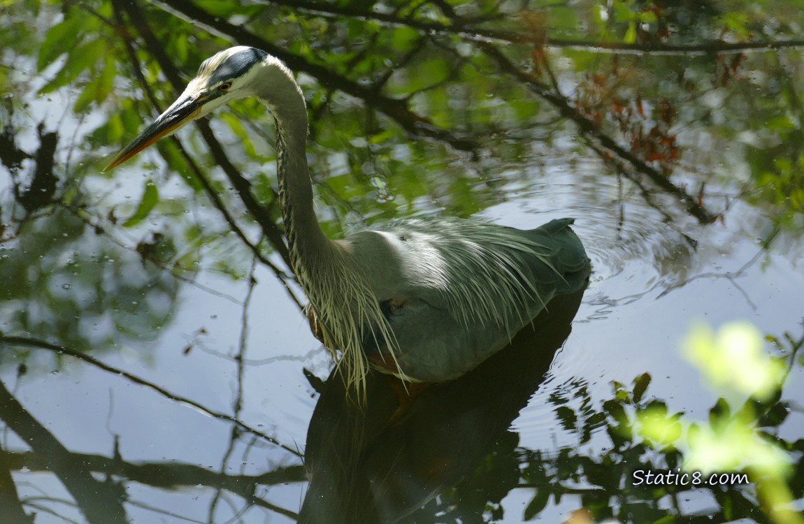 Great Blue Heron hunting in shallow water