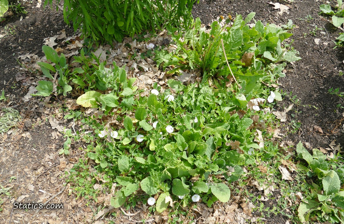 Garden plot