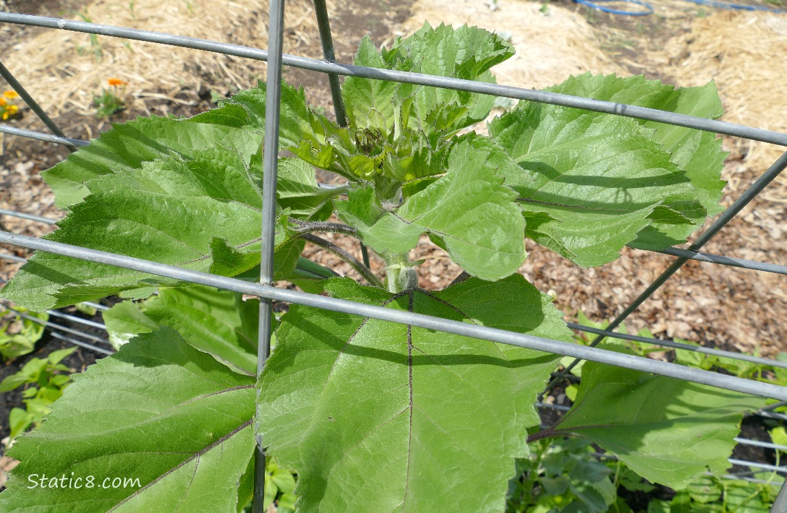 Sunflower growing under a wire trellis