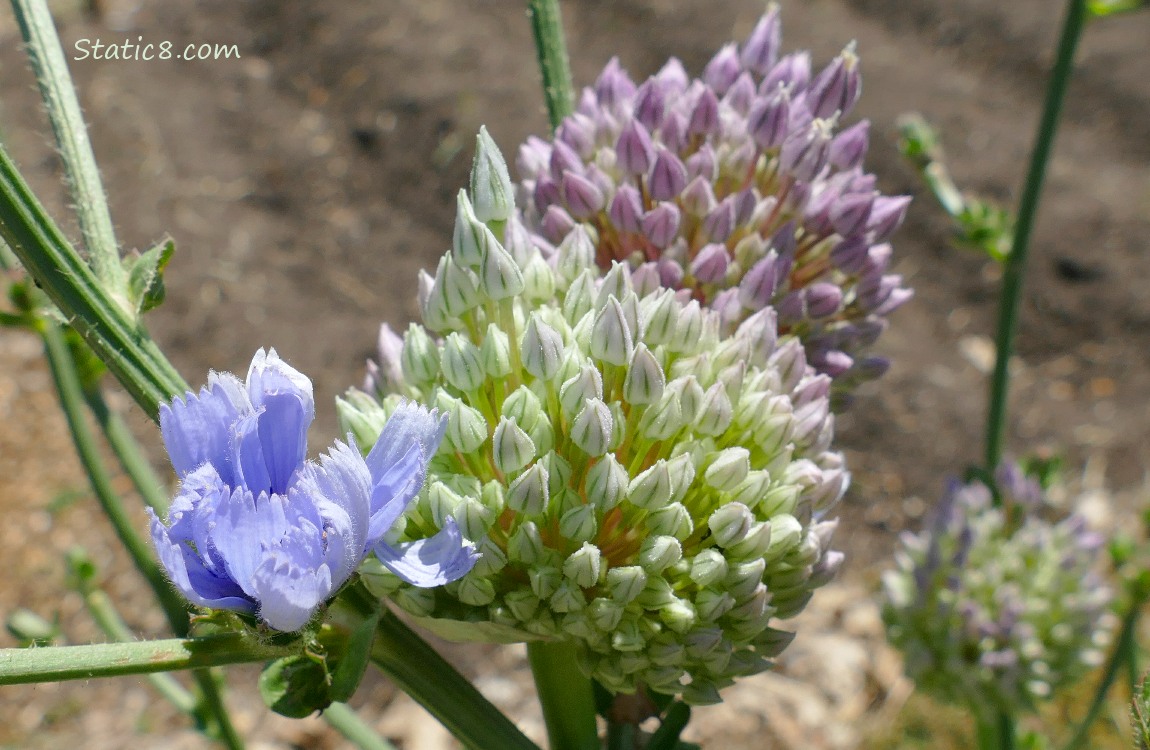 Chicory bloom next to Garlic blooms