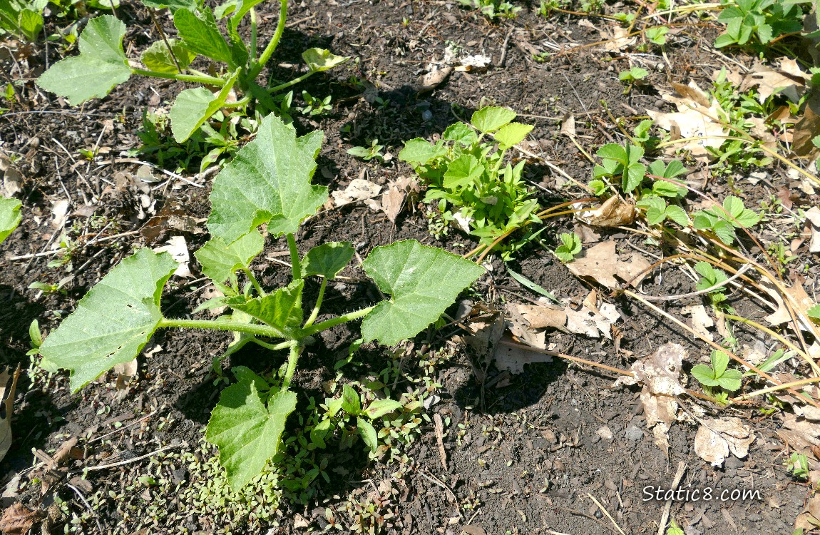 Squash seedlings growing in the dirt