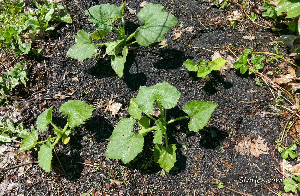 Squash plants growing in the dirt