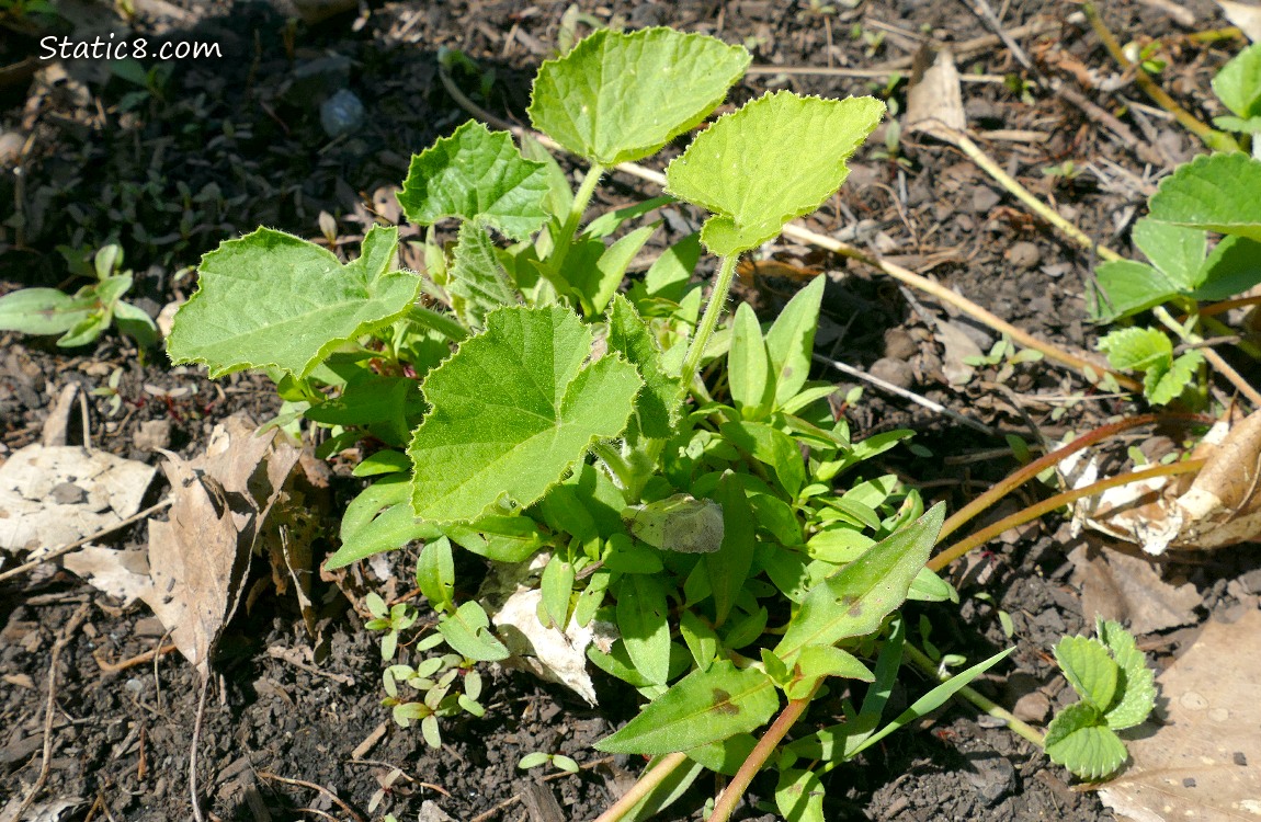 Squash seedling surrounded by Smartweed