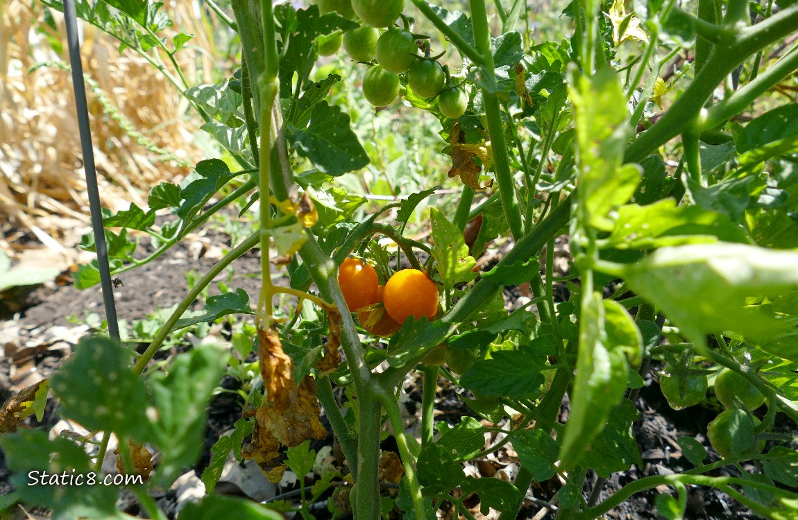 Orange cherry tomatoes ripening on the vine