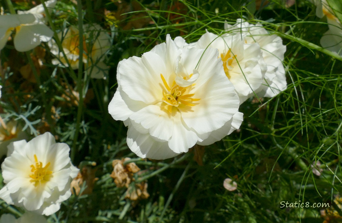 White flowers