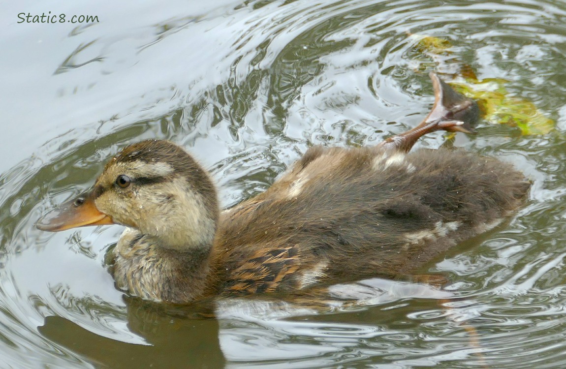 Close up of a duckling paddling on the water