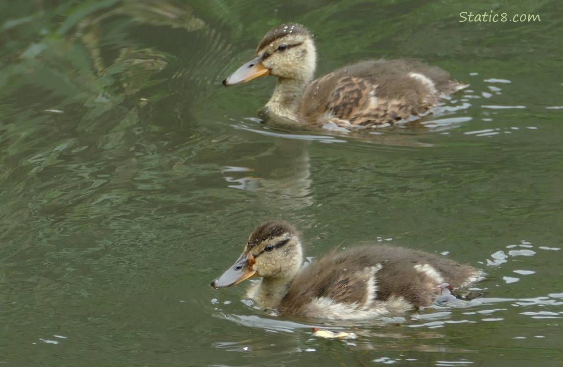 Two Ducklings paddling on the water