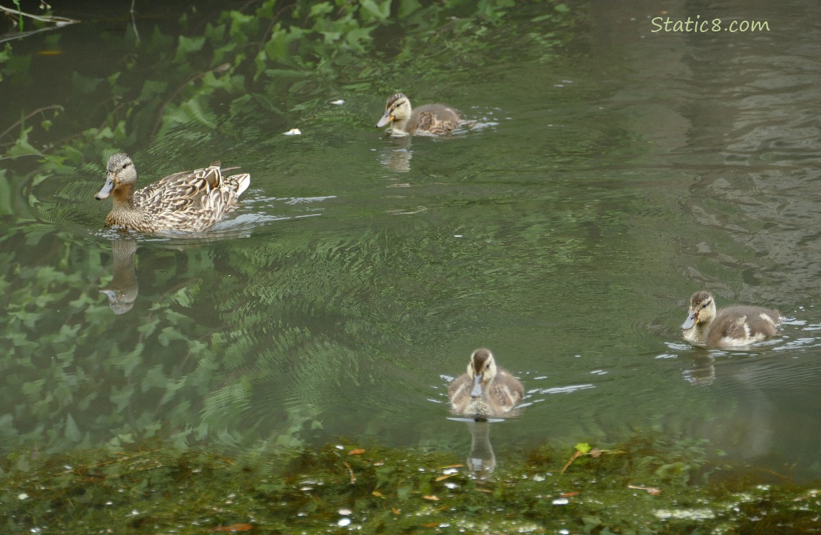 Mama Mallard and three ducklings, paddling on the water