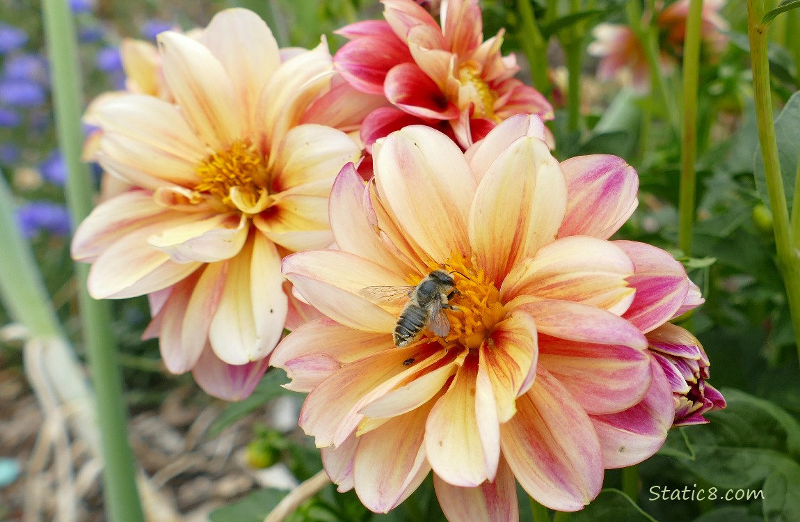 Honey Bee on a Dahlia bloom