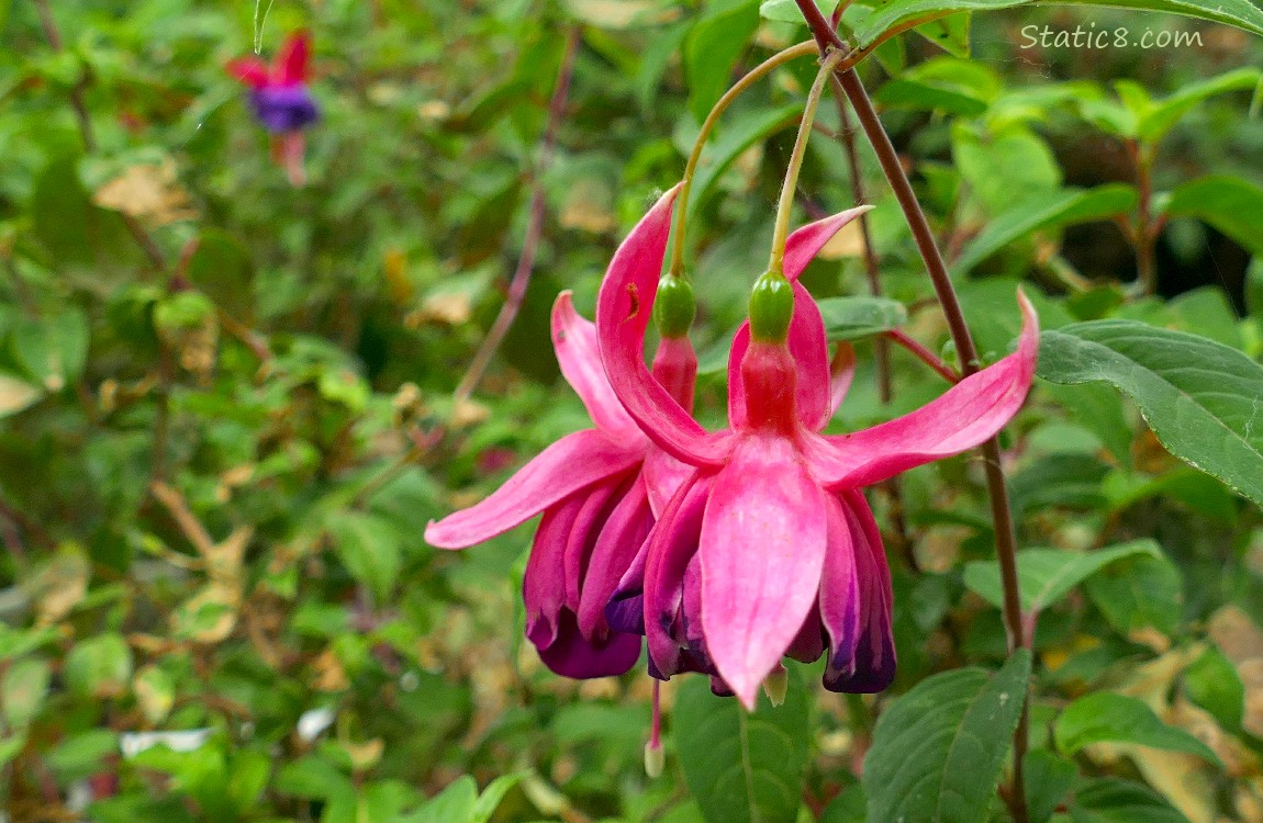 Fuchsia bloom hanging on the plant another bloom in the background