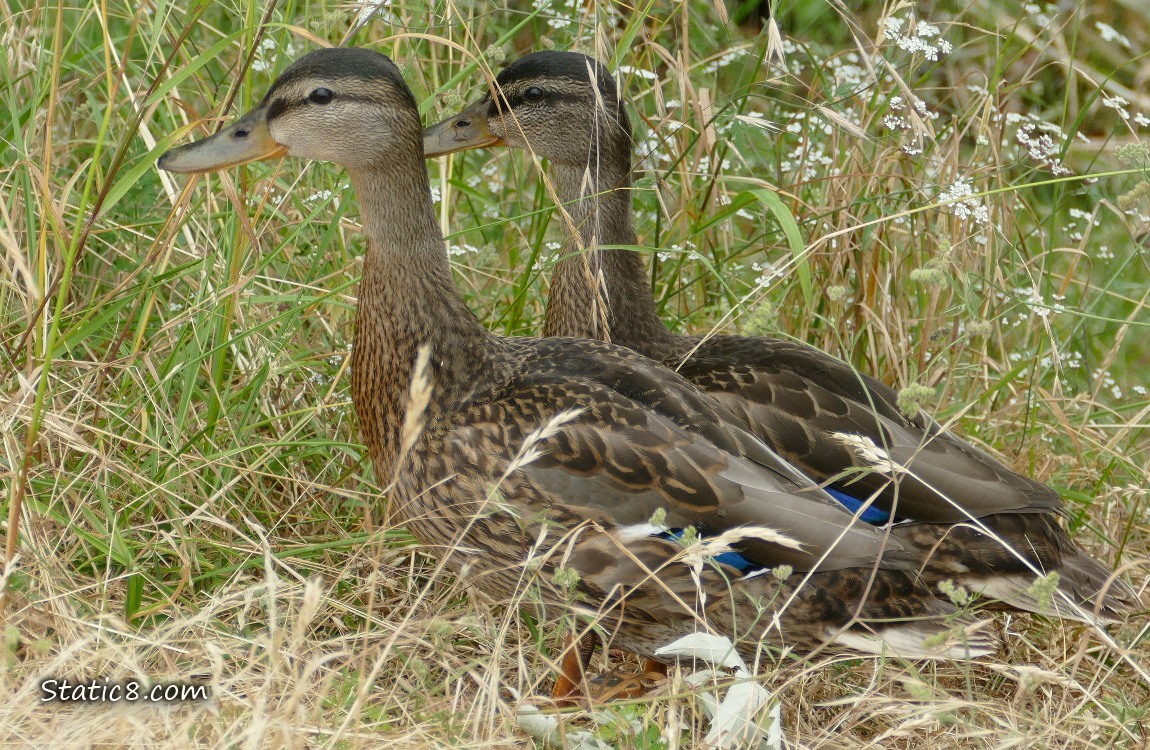 Two Mallard Ducks standing in the grass