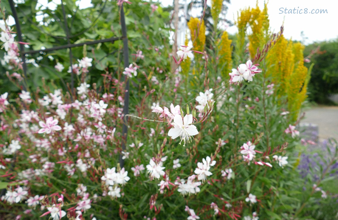 Flowers at a garden