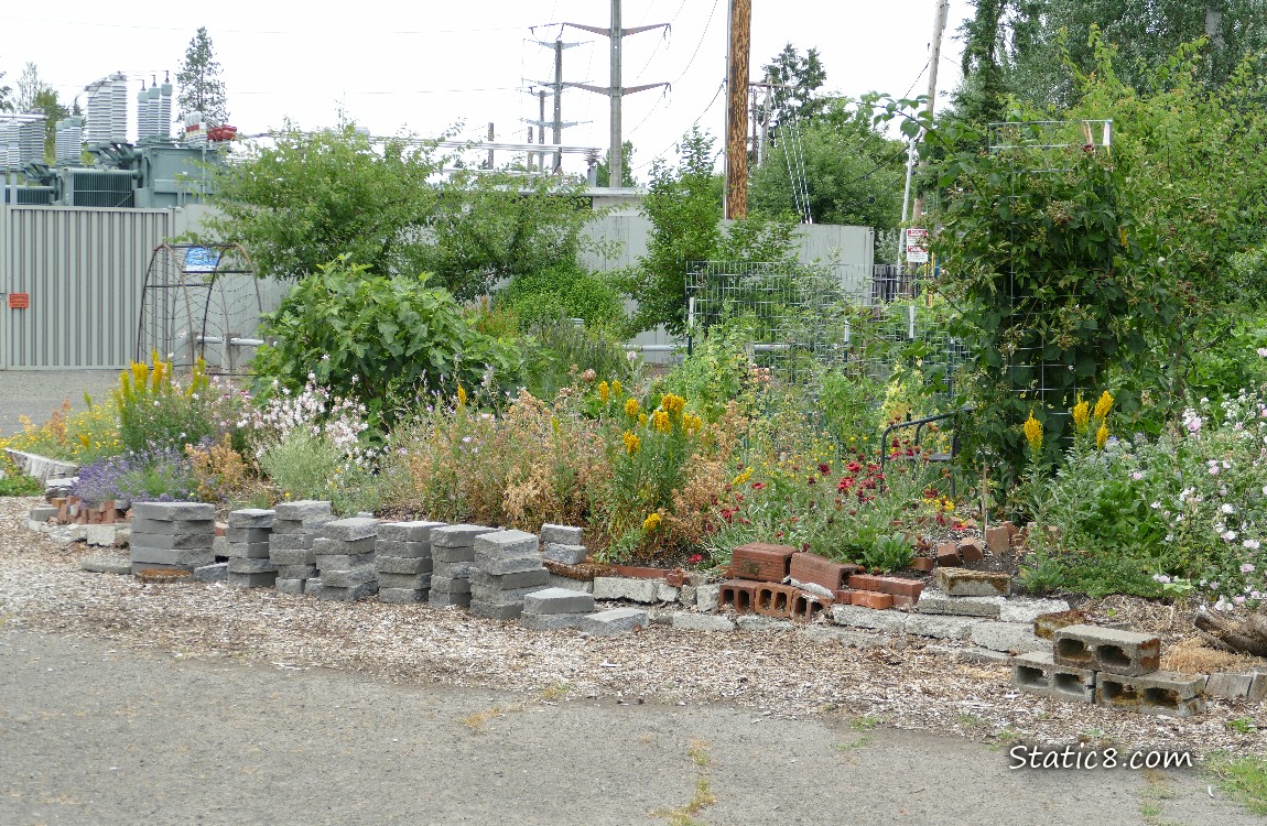 Garden with flowers