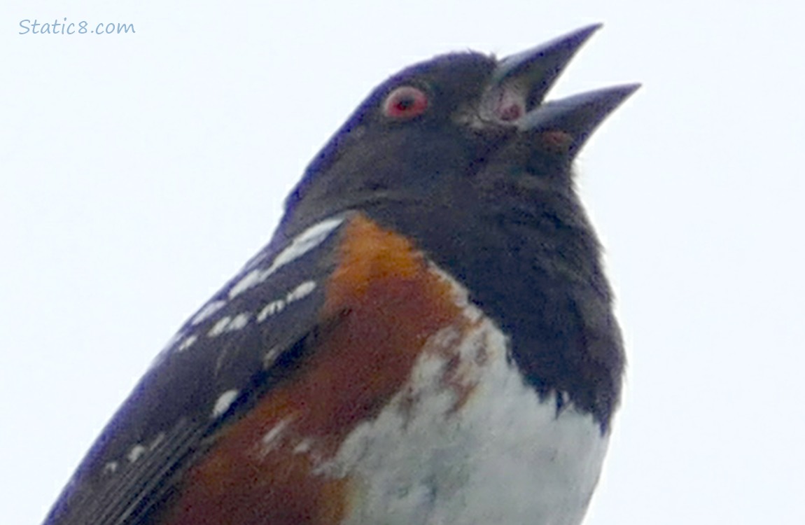 Close up of a Towhee singing, grey sky behind