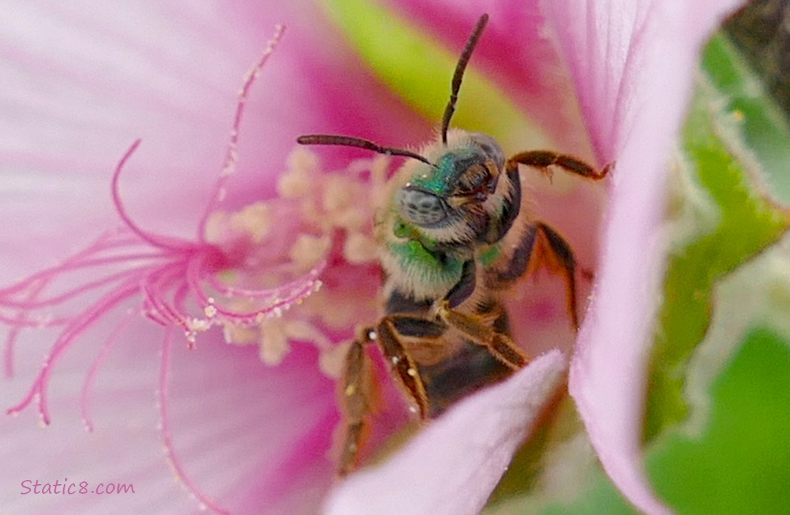 Metallic Green Bee inside a pink flower