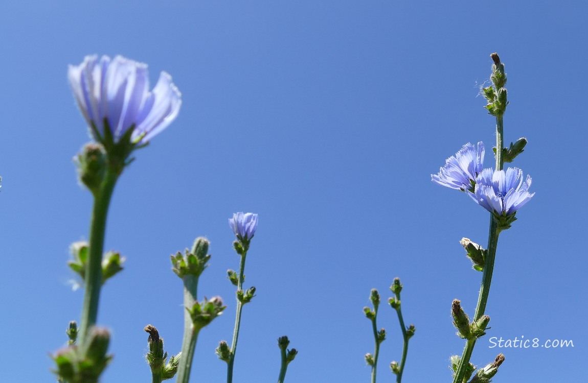 Chicory blooms in front of the blue sky