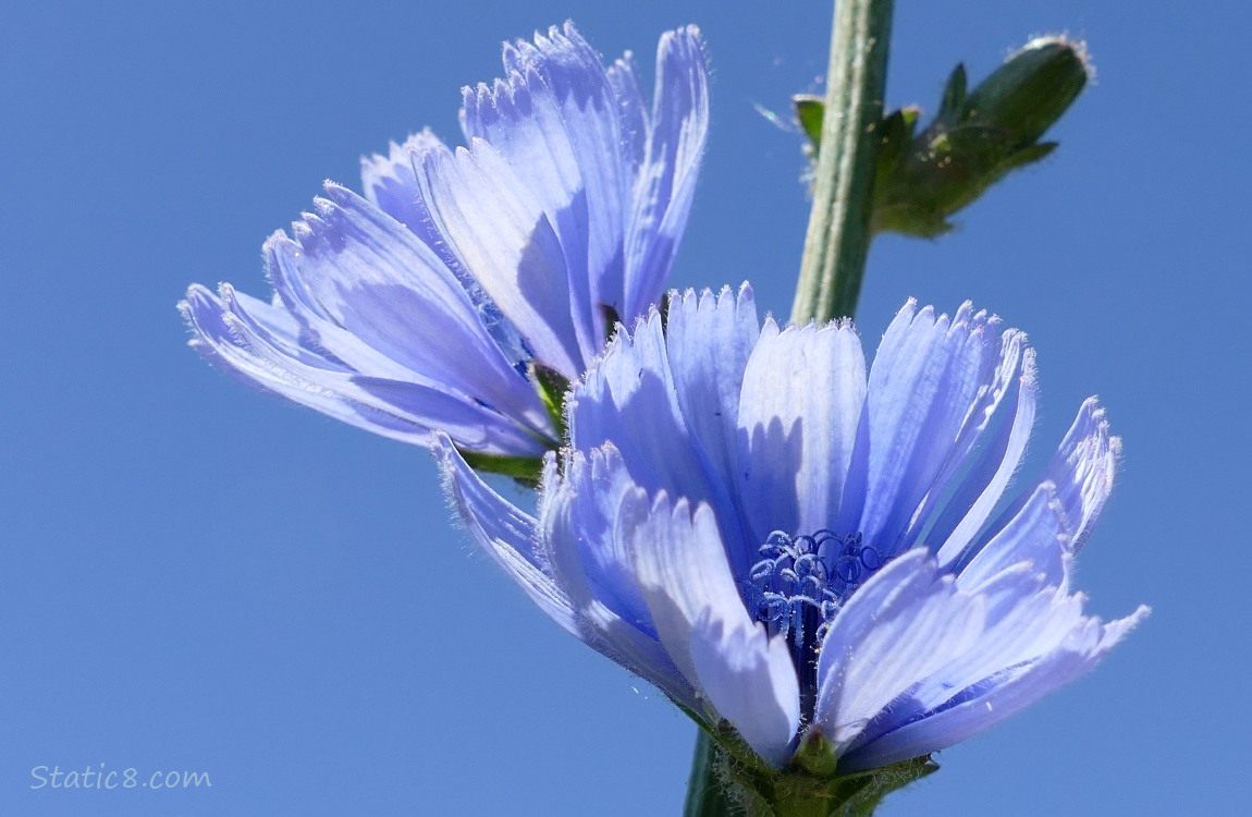 Two chicory blooms in front of the blue sky