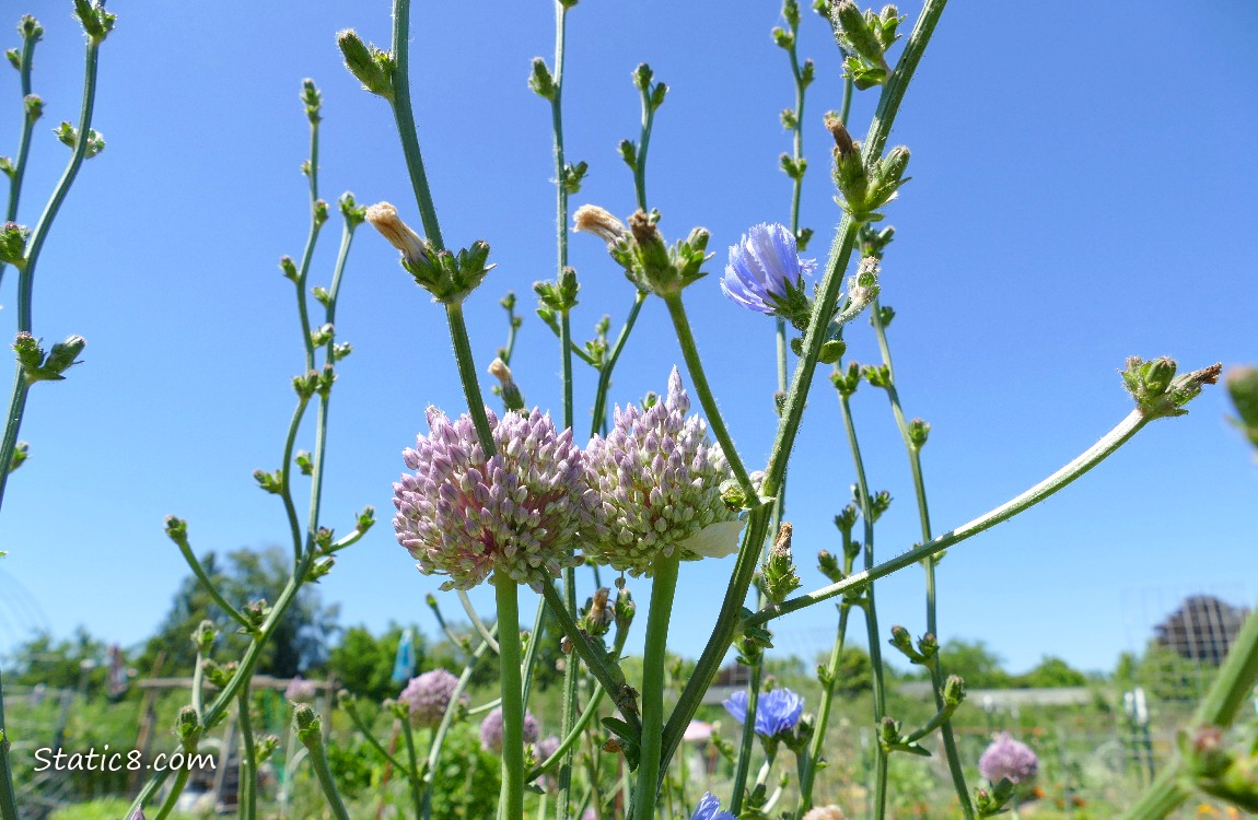 Garlic blooms with Chicory flower stems and the blue sky
