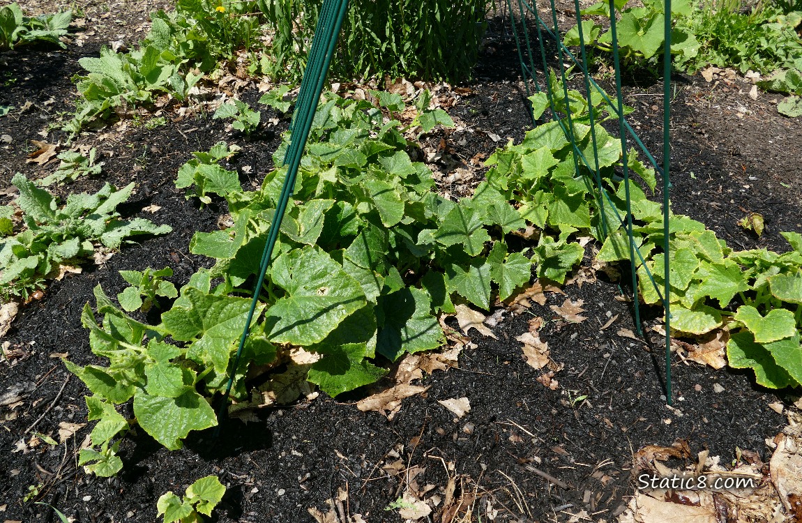 Cucumber plants growing under a wire trellis
