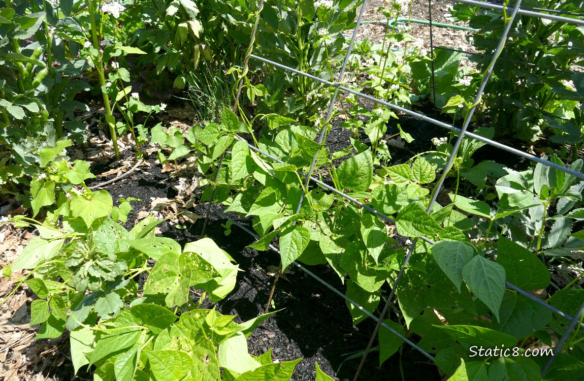Beans vining up a wire trellis