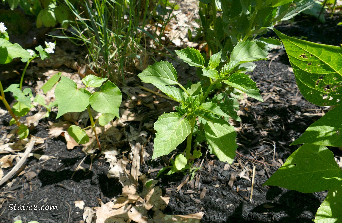 Tomatillo seedling growing in the dirt with other plants