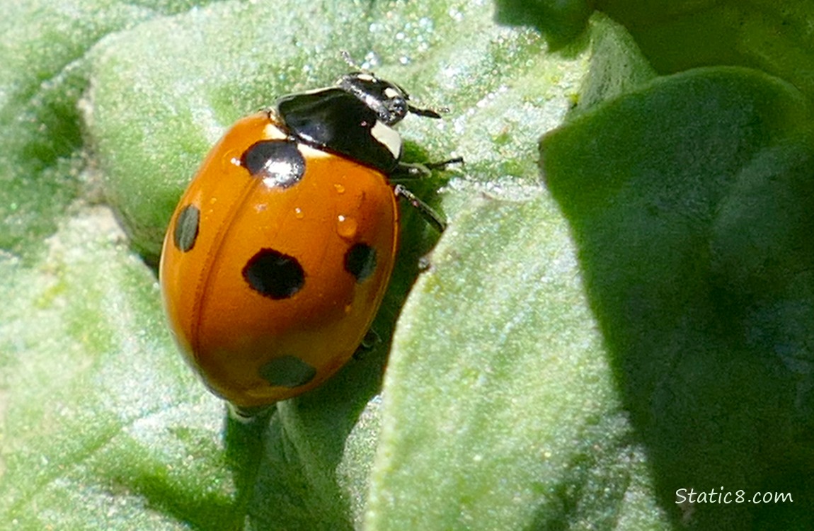 Ladybug walking on a green leaf